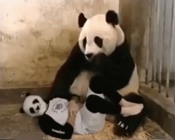 大熊猫猫瞪口呆 