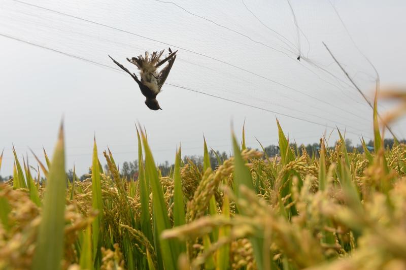庄稼收完，广袤大地一下空旷了，只剩下高高的高压线伫立着，像大地的守护者。
记得“