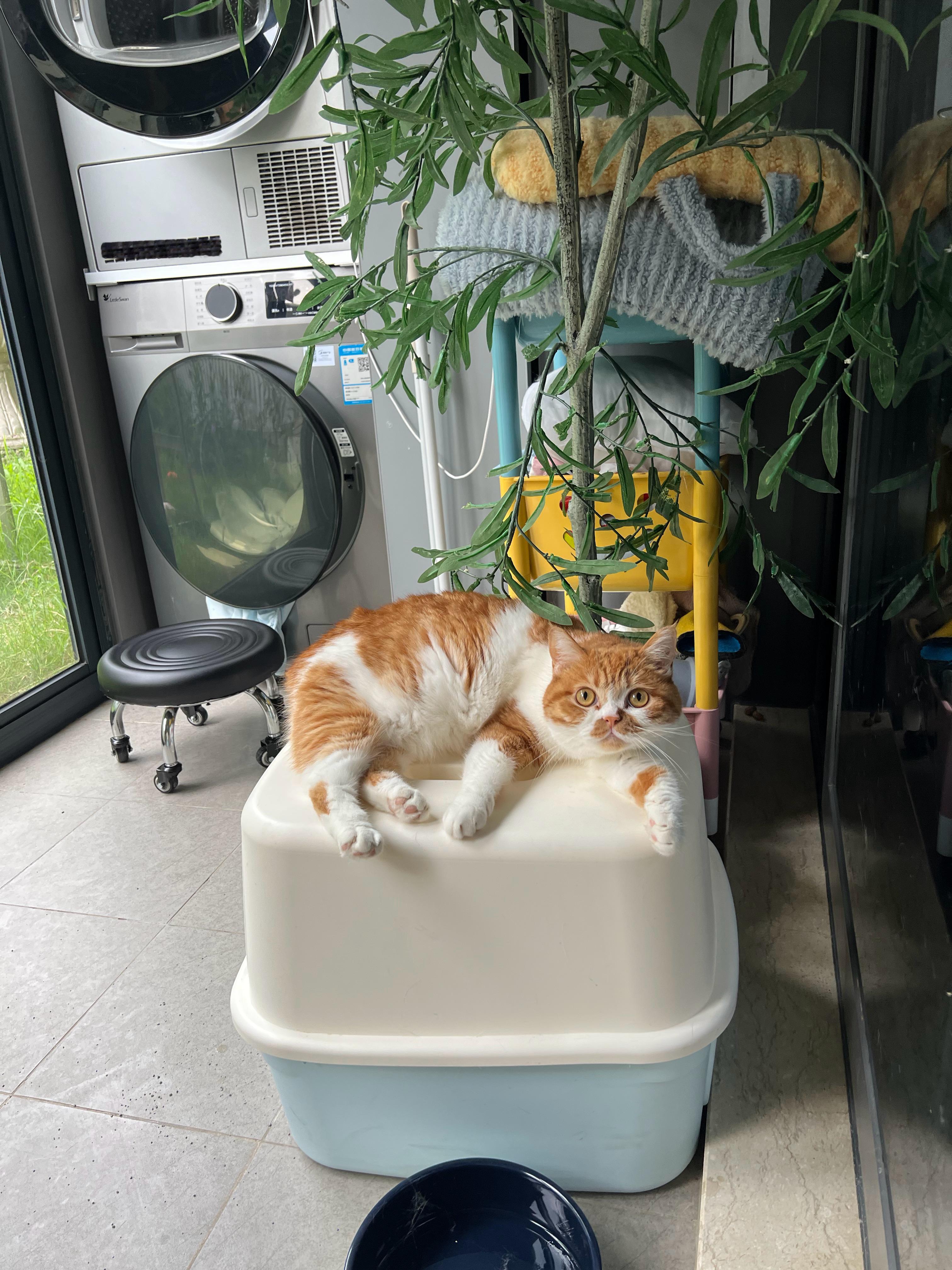 这家的安保等级拉满了，每个角落都有猫眼监控，走到哪都能撞见毛茸茸的一坨保安喵萌宠