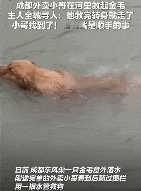 刻在骨子里的善良！成都街头，一只大金毛掉进河里挣扎，眼看就要沉下去，一个路过的外