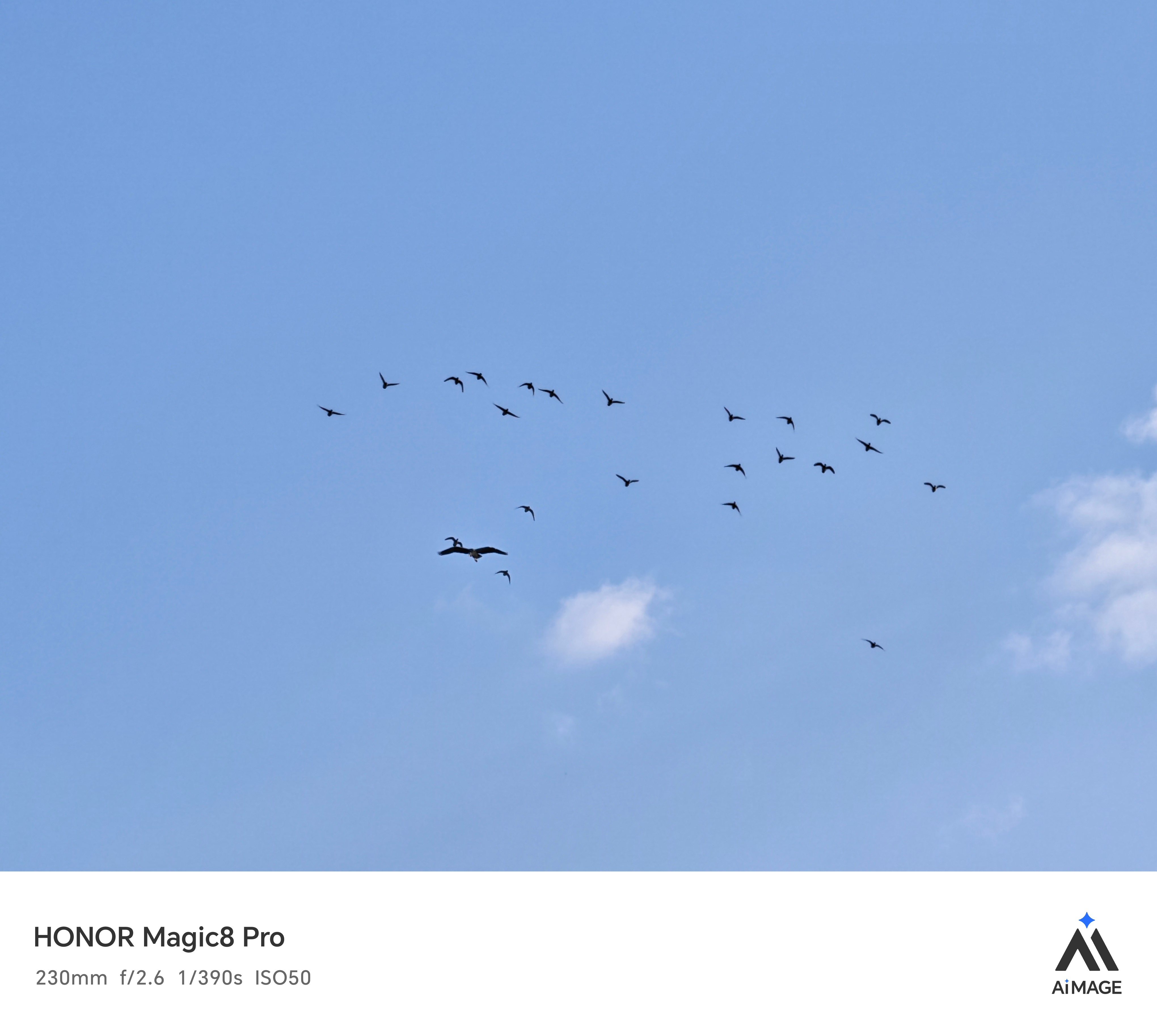 太喜欢用荣耀Magic8 Pro拍鸟了，这些候鸟从很远的地方来到我的家乡过冬，即