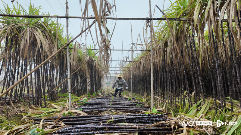 #横石水甘蔗两日认购15万根#【“蔗”里有爱，“姜”心比心……破解农产品滞销，广