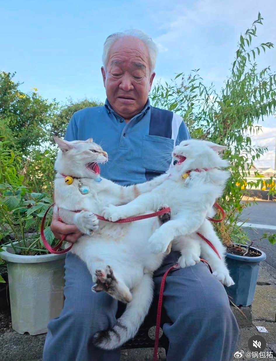 笑晕了好可爱啊日本有位老爷爷总会带着他的小猫咪到处拍照，但他的猫猫们总是在打架 