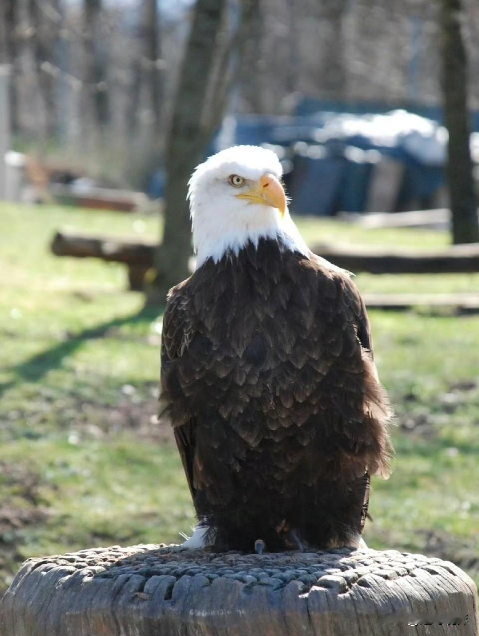 热搜唯一能治住特朗普的生物出现了引发热议，这个让“永不道歉”的特朗普接连受挫的“