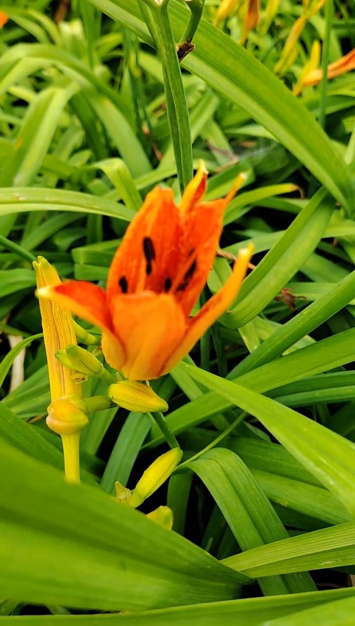 就让岁月开成一朵花。