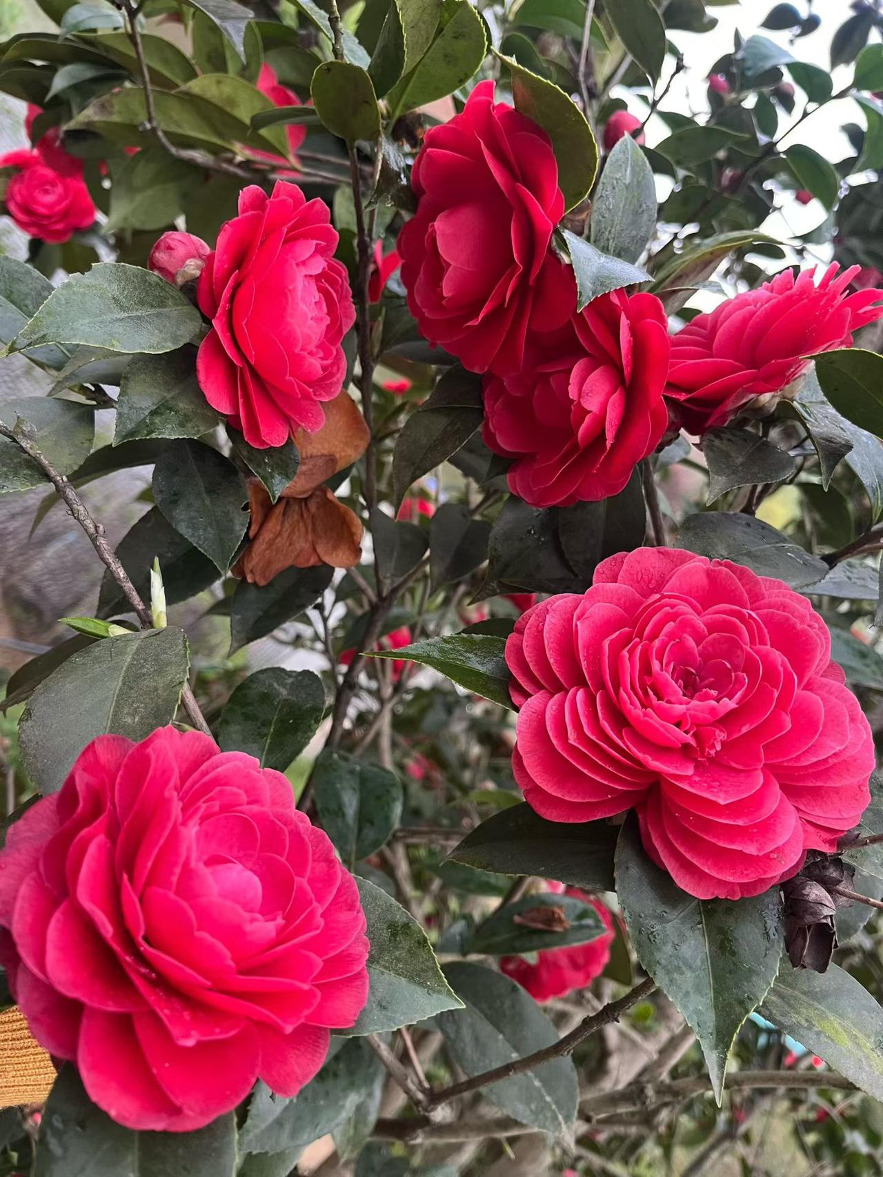 站桩要悟
    站桩锻炼是运动，目的是调养我们中老年的身体，身体在年轻的时候是