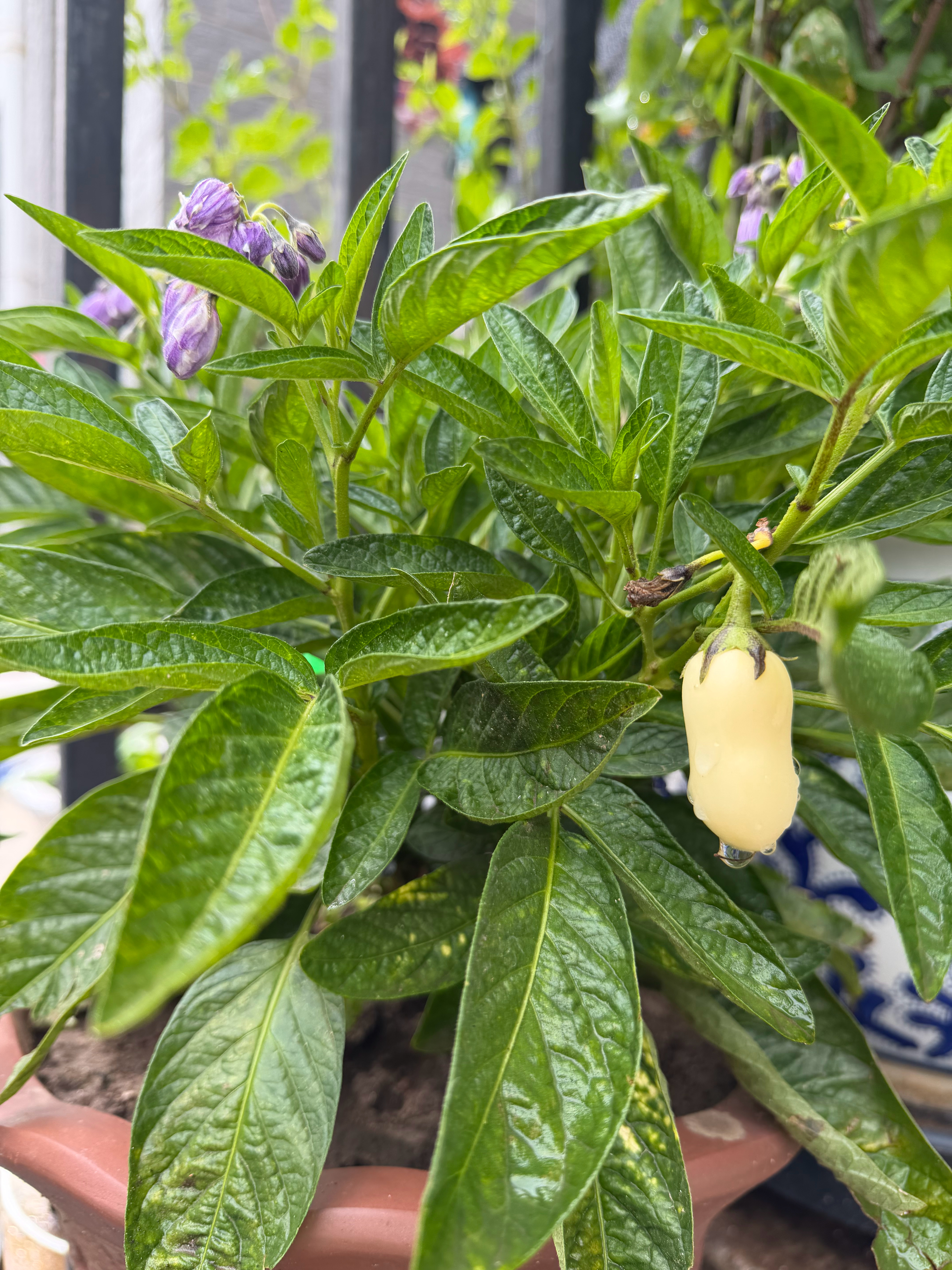 雨后的人参果～莫莉艺术