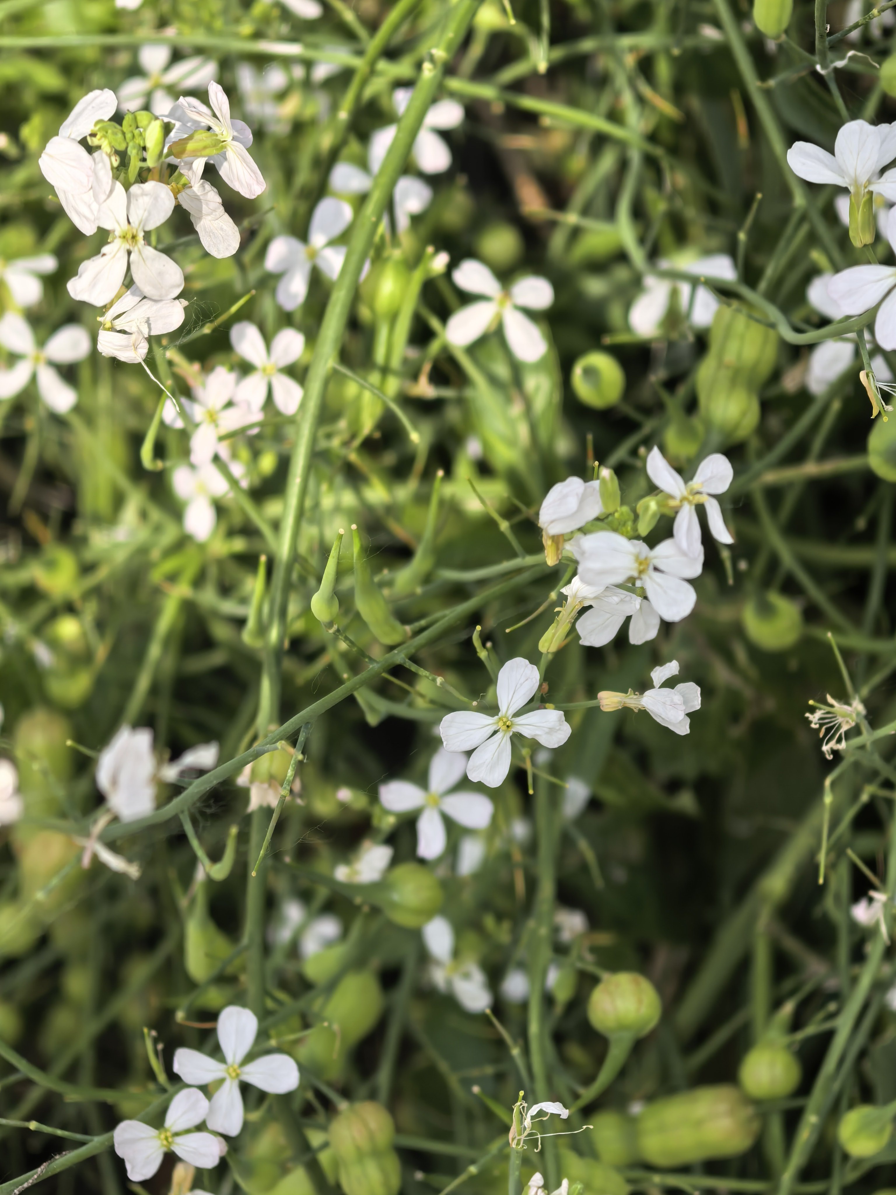 寻美湖北 这是什么花🌸 