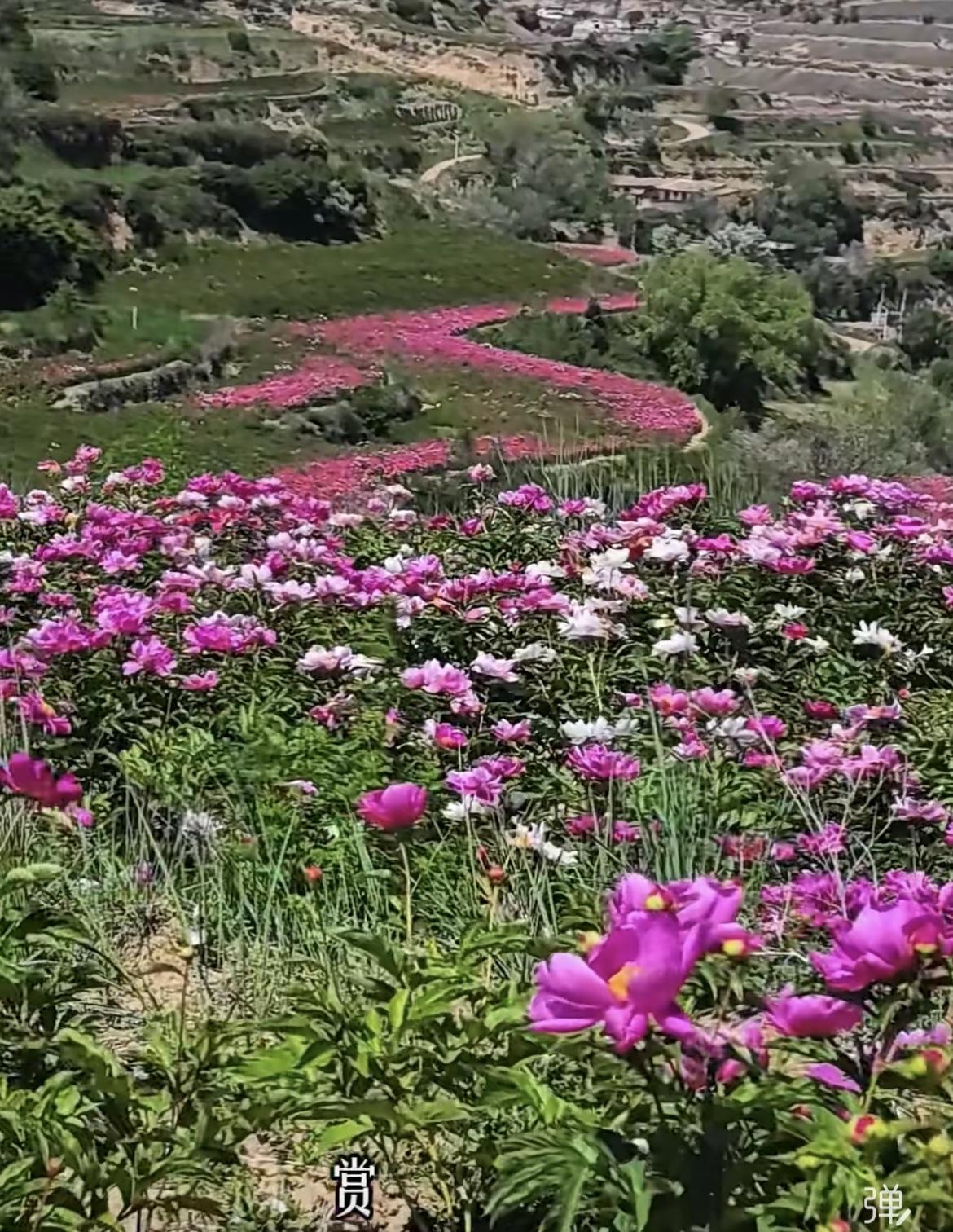 小伙伴们报告你们一个好消息，兰州七里河区魏岭乡大煤山柳树湾村的芍药花开了，这满山
