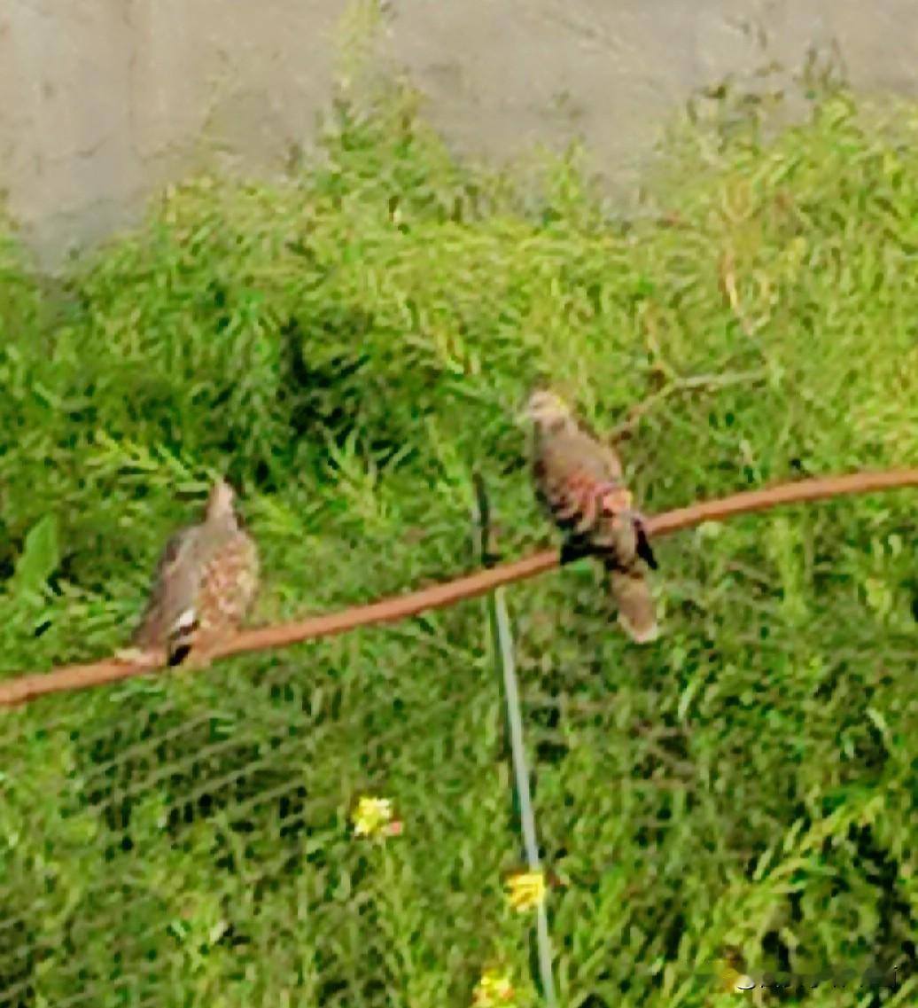 《两只班鸠起得早，草地上空东张西望（李林4月23日摄于汉中城固）》