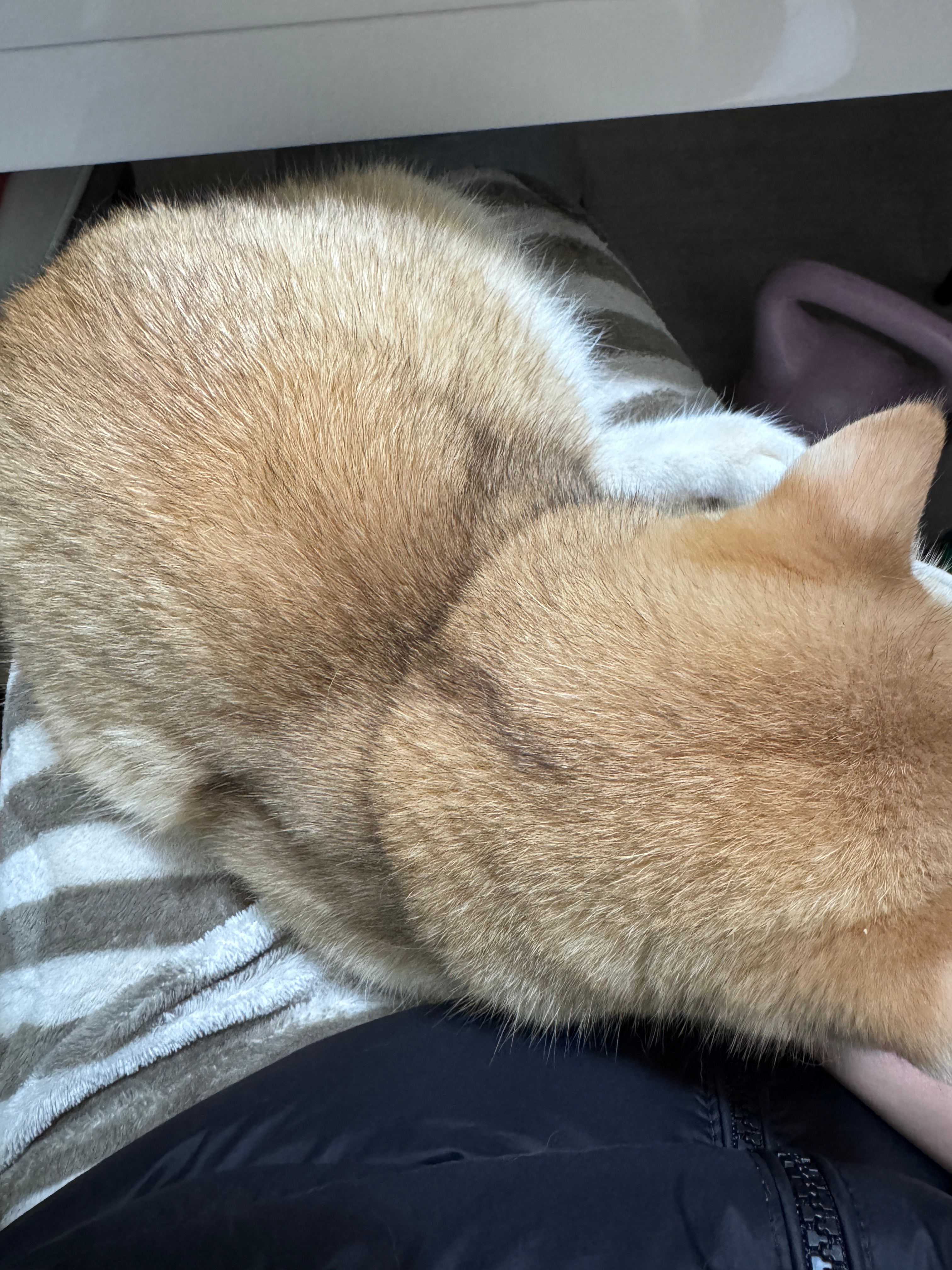 冬天的暖手宝啊~自己跳上我的大腿窝着后就一动不动了