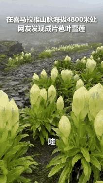 上人民日报了！西藏，一男子独自爬喜马拉雅山，爬到海拔大约4800米时竟不想下山了
