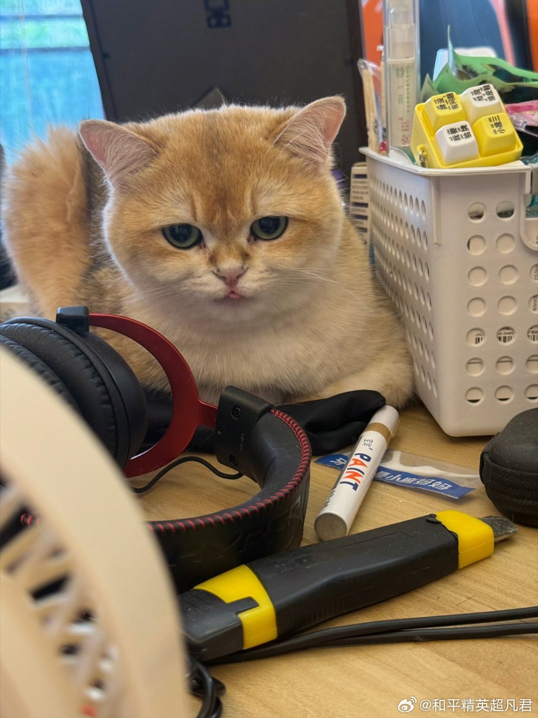 猛攻的鼠鼠大王 怎会如此可爱！2026pel