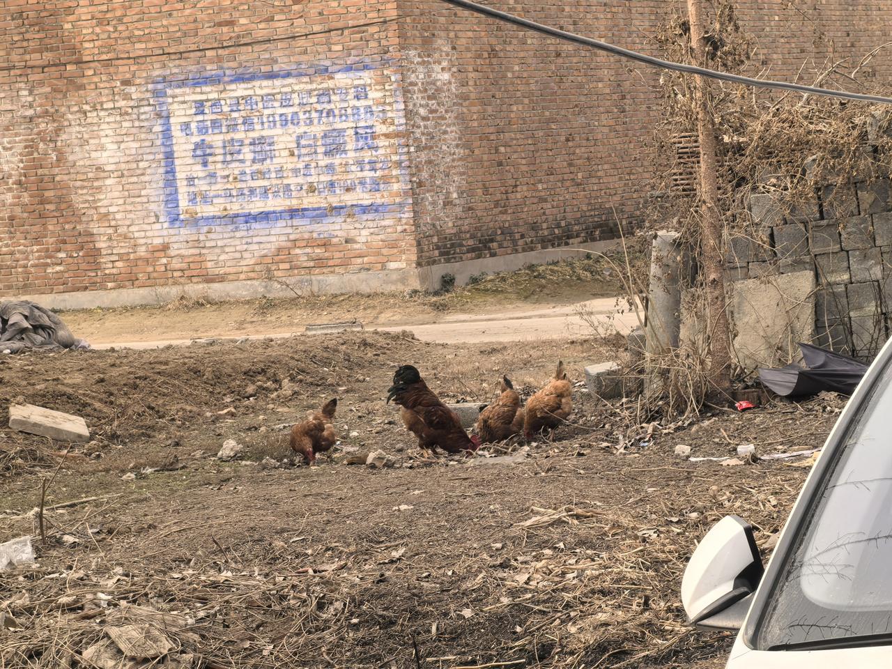 回村的快乐，
全被这群“散养大佬”承包了！
蹲在墙根儿看它们刨土找食，一个个昂首