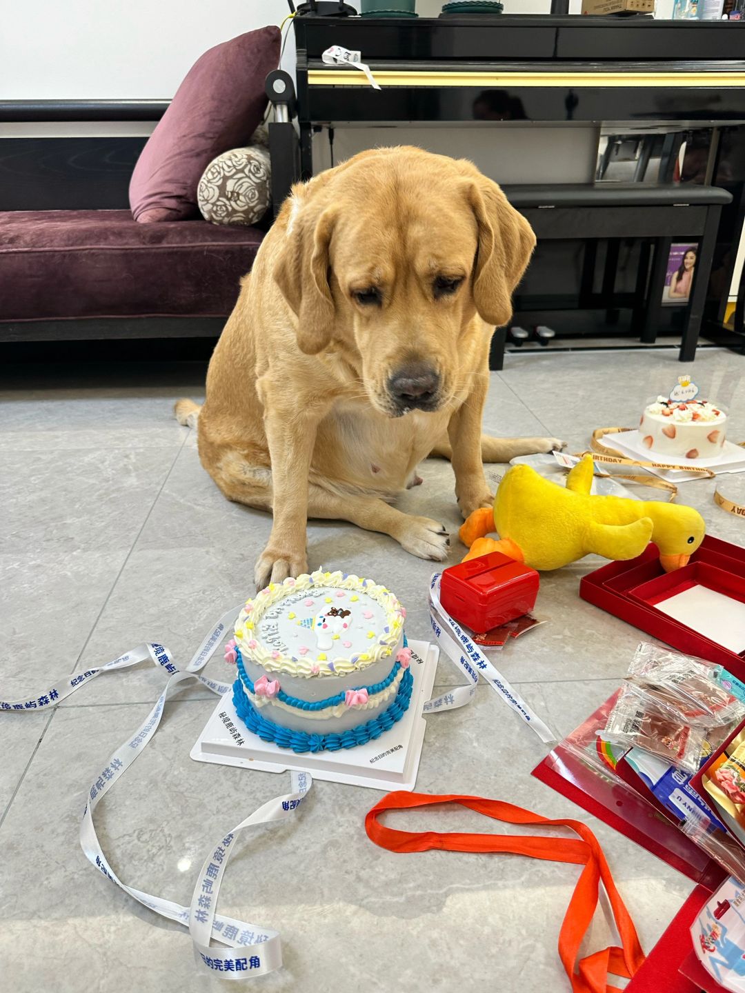 小狗非要买生日蛋糕