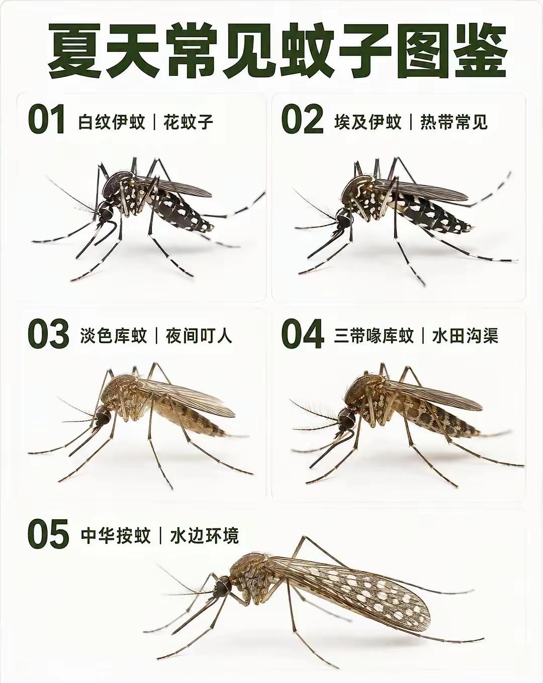 浙北地区常见的五种蚊子
       这五种蚊子各有特点。
       库蚊最