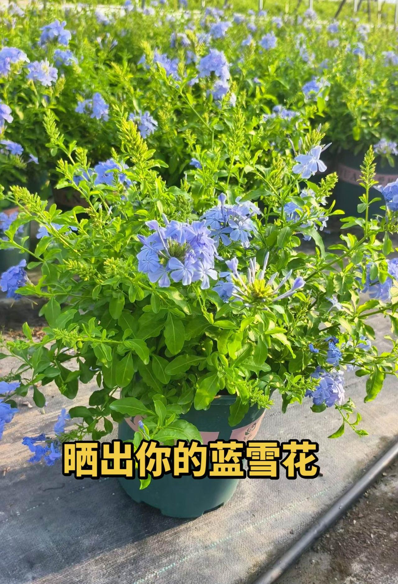 爆花机器蓝雪花 蓝雪花球 爆盆蓝雪花 蓝雪花 蓝雪花真是爆花机器啊