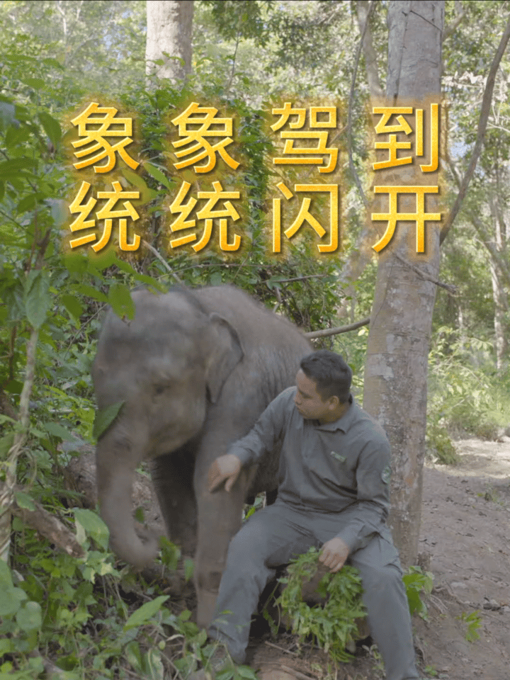 亚洲象北上南归之旅首登大银幕时隔多年再次奔赴大象的故事。IMAX沉浸式视角，回看