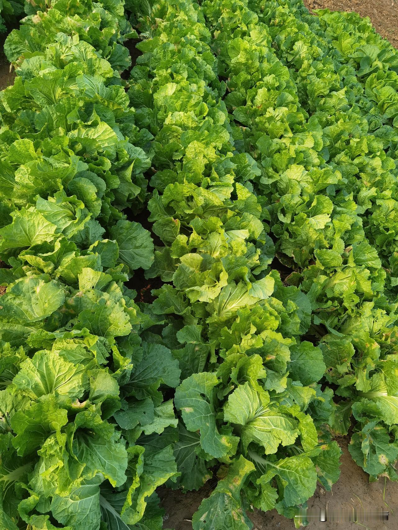 今年雨水充足，你看咱自家菜园子的白菜苗长得是真不错！瞅瞅这一片绿油油的，叶子嫩得