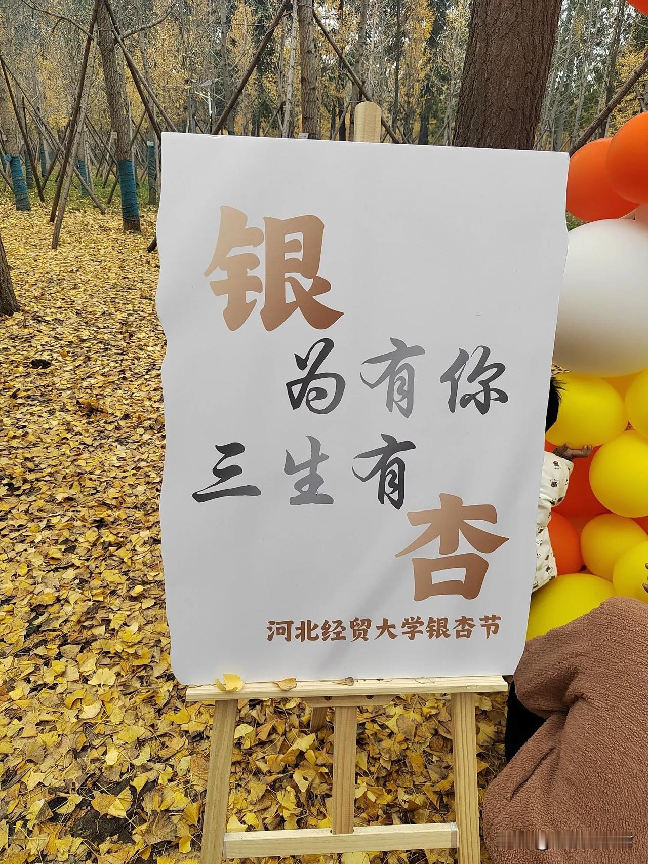  打卡银杏节喽！很早就想去这里去看银杏，却一再耽搁，直到昨天才得以成行。首先的感