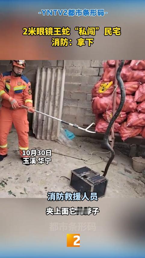 “太可怕了！”10月30日，云南玉溪，一村民在院子里收拾东西时，忽然听到头上传来