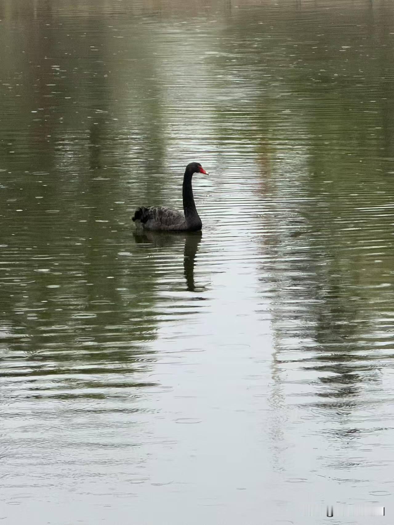 湖光雨色

千里炎光入水无，风云霎那满平湖。
山雷滚过一时雨，素鸟游来两袖珠。