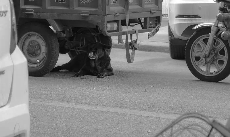 男子骑摩托撞死未拴绳狗遭索赔 陕西这起男子骑摩托撞死未拴绳狗遭索赔的事儿，真是让