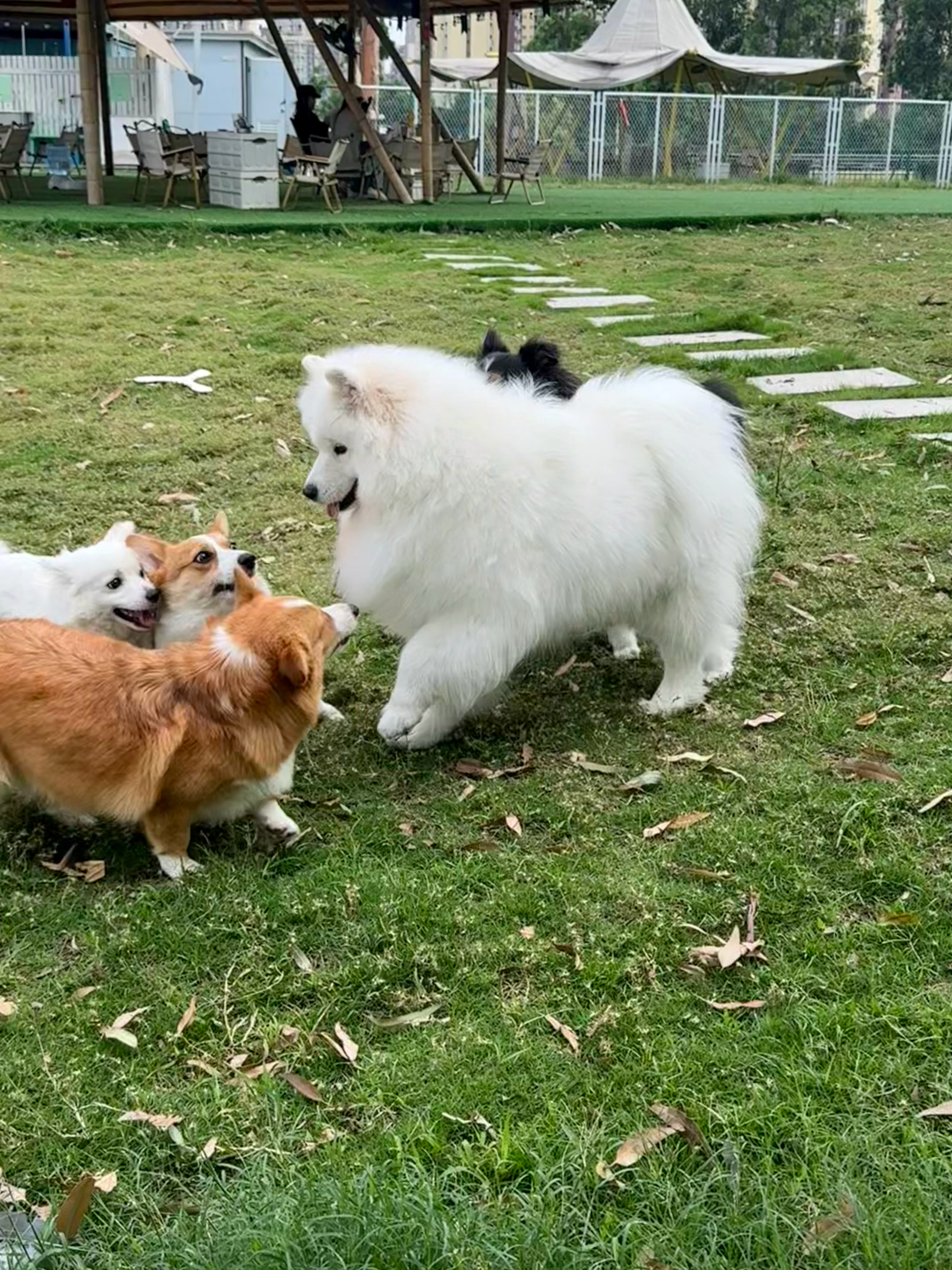 狼王降世！！！ 