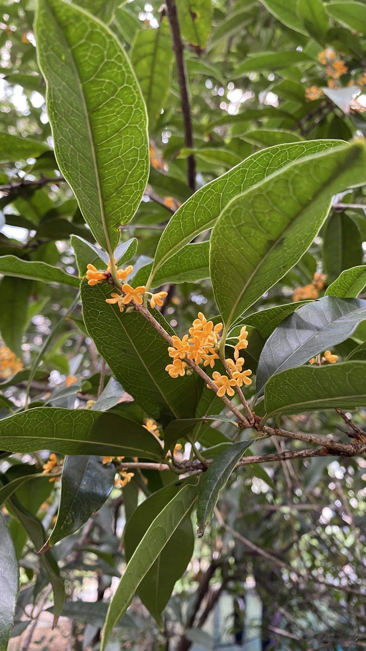 分享一张随手拍的花。