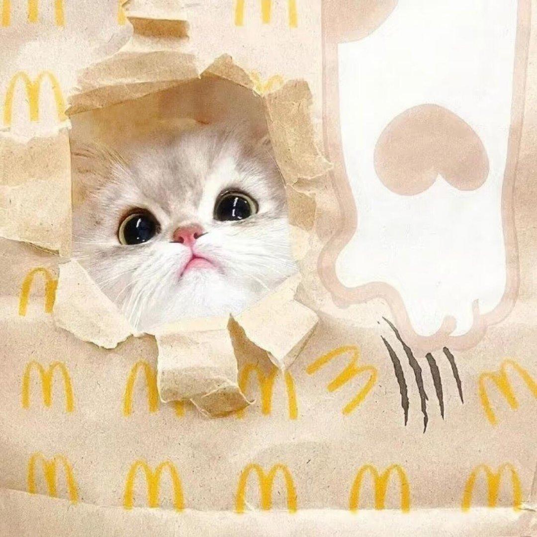 WeChat头像｜可爱猫猫头 ｜软萌女头推荐可以申请成为你的行新头像吗喵～ 