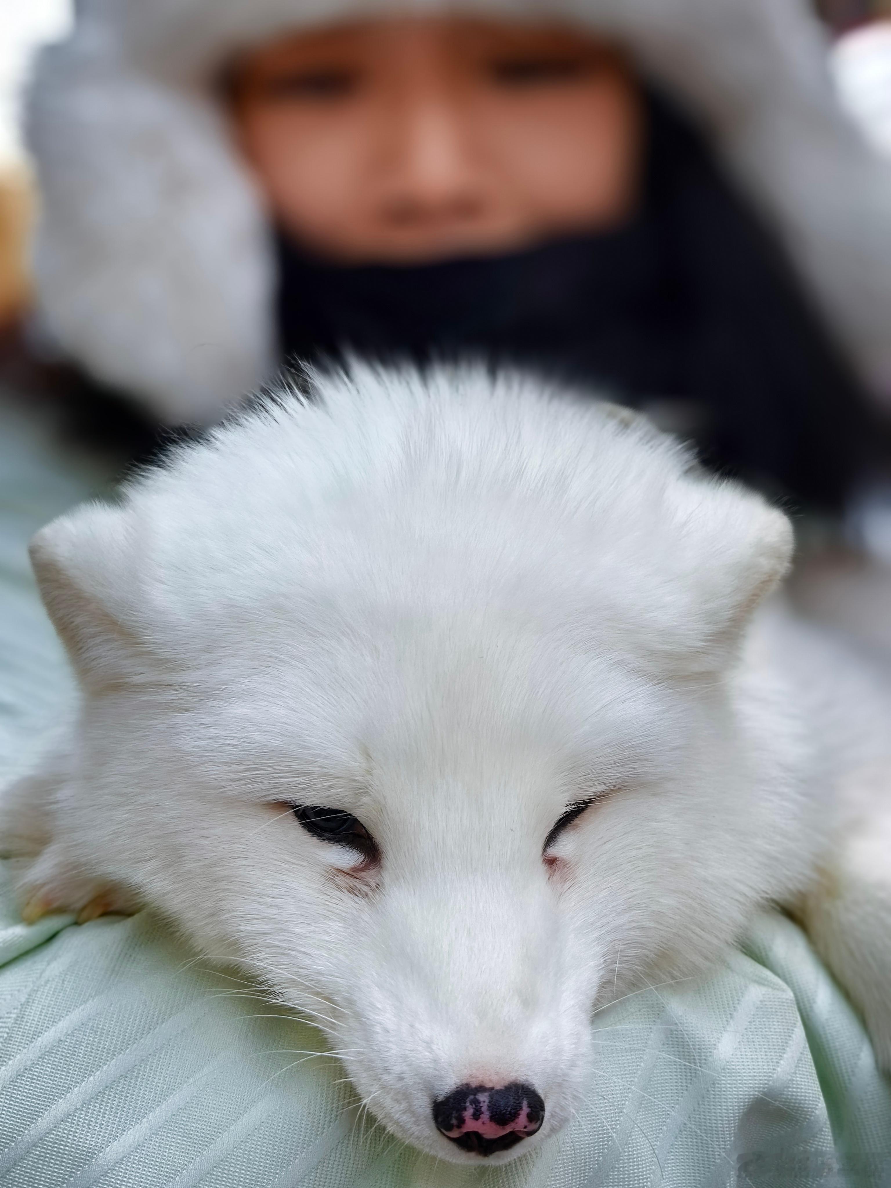 也是长本事了 敢抱🦊 