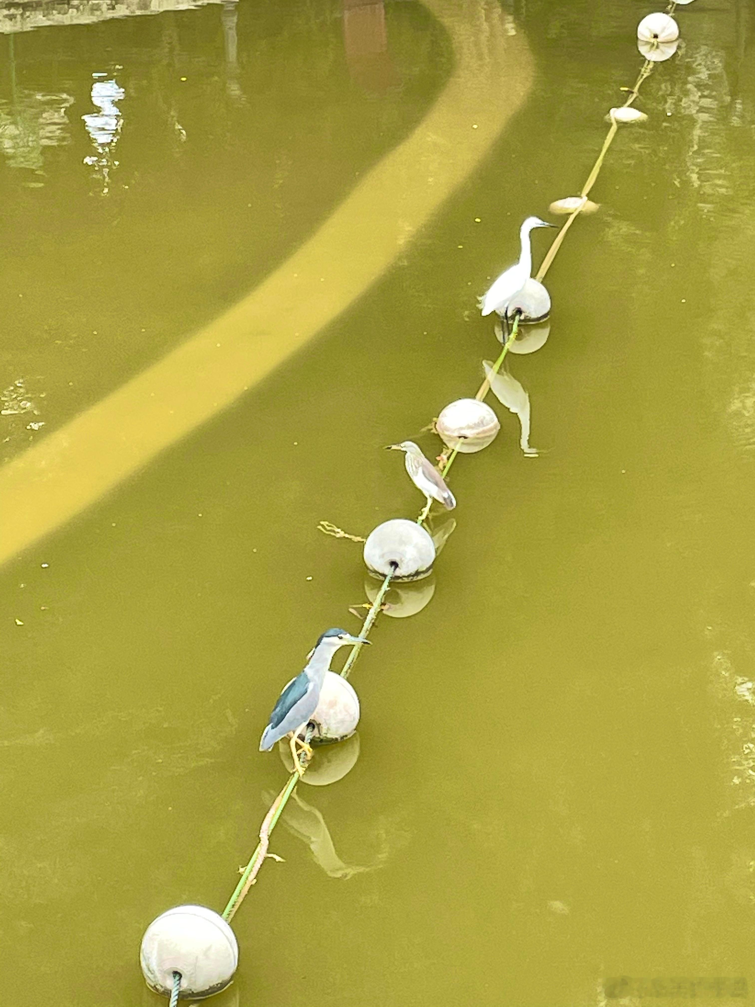 #鸟粉投稿# 夜鹭 池鹭 小白鹭这三兄弟搁这捕鱼呢！一鸟一个垂钓坑位hhhh ​