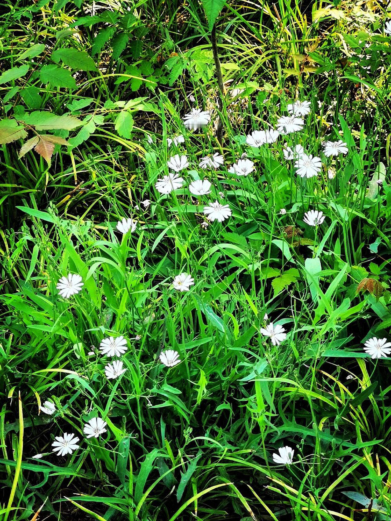 野花野草也浪漫晒图笔记大赛花园里的野花 初春野花 野花野果随手拍 野花自拍 
