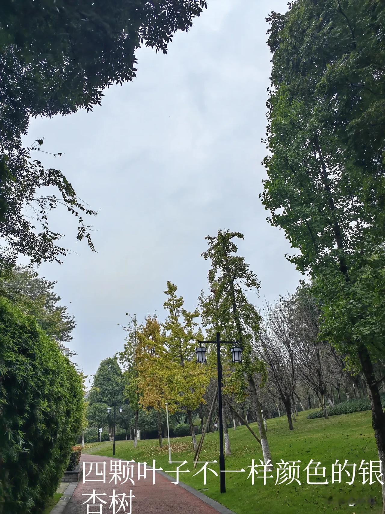 银杏树是我们眉山的市树，它的适应性强，生长缓慢，但寿命极长可达1000年以上；它