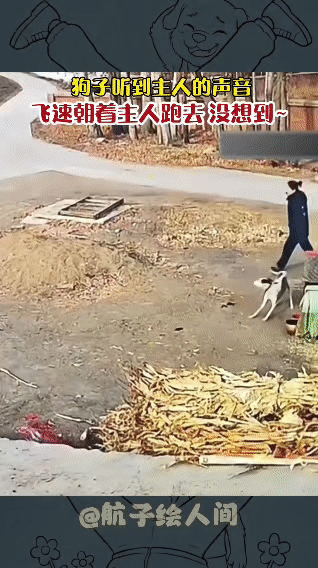 狗子百米冲刺扑向主人，结局笑不活了
 
主人远远喊了一声“旺财，我回来了！”，原