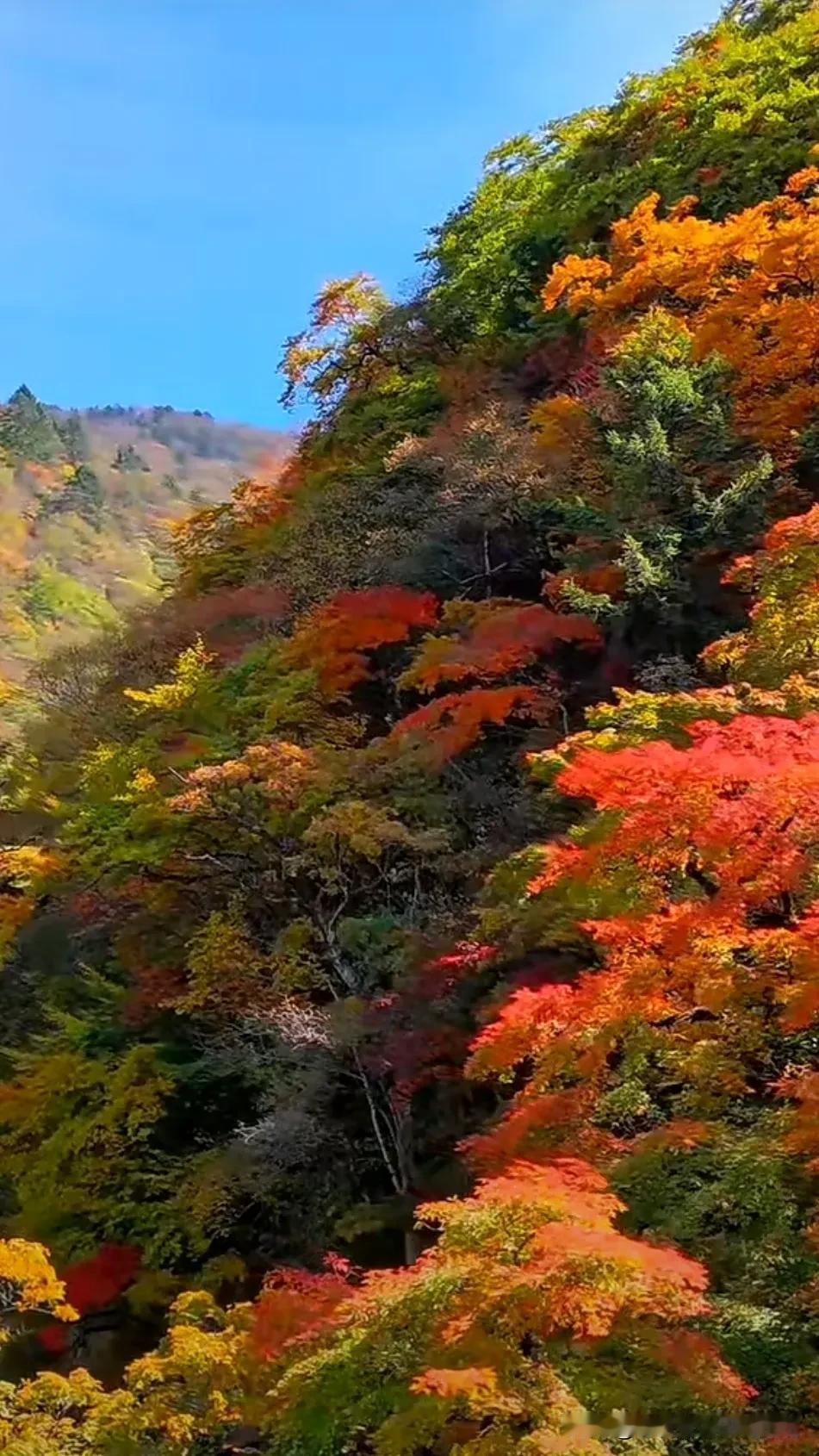 红叶满山秋意浓，霜叶红于二月花。#正是红叶灿烂时# #深秋黄叶红似火# #秋风落