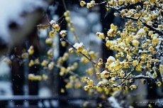 凤凰新闻【雪在路上了！北京今夜局地中雪】市气象台22日11时发布：今天白天晴转阴