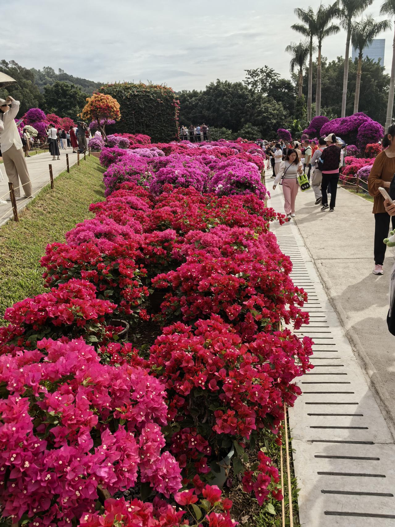 绝美杜鹃花欣赏勒杜鹃花太美了，美得让人流连忘返。