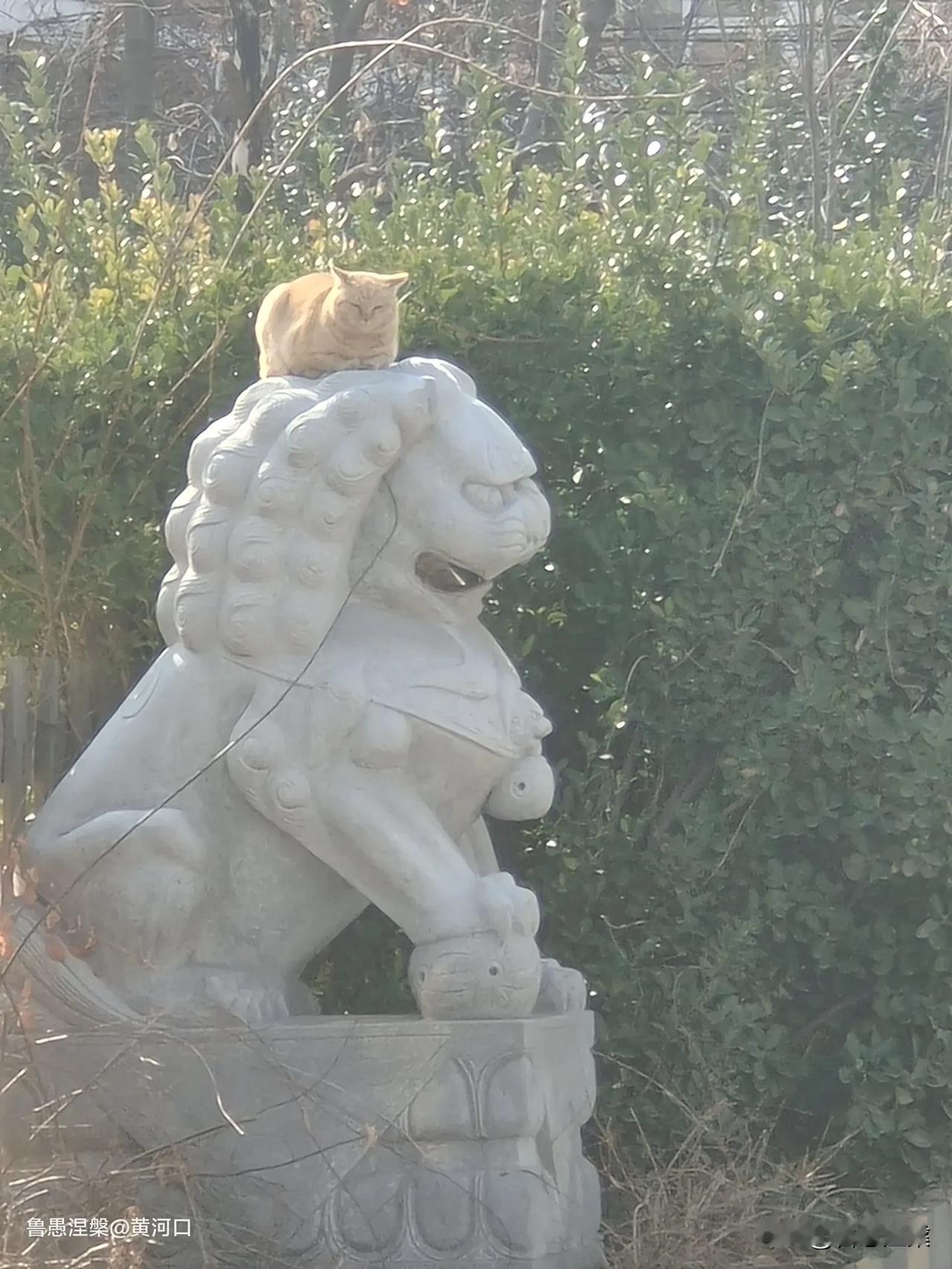一只调皮的猫，不是太岁头上动土，是狮子头上晒太阳。