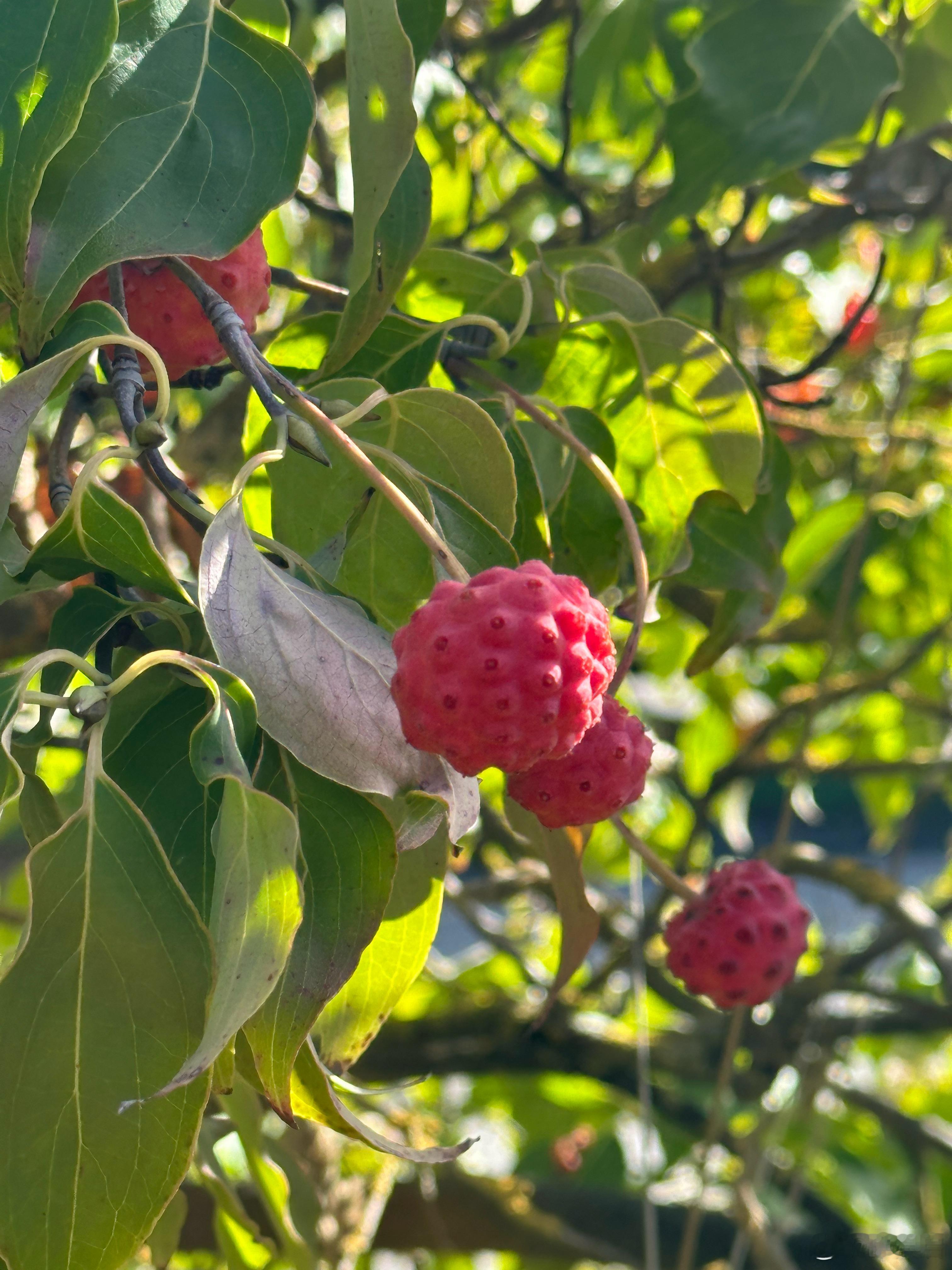 这是啥植物？  ​​​