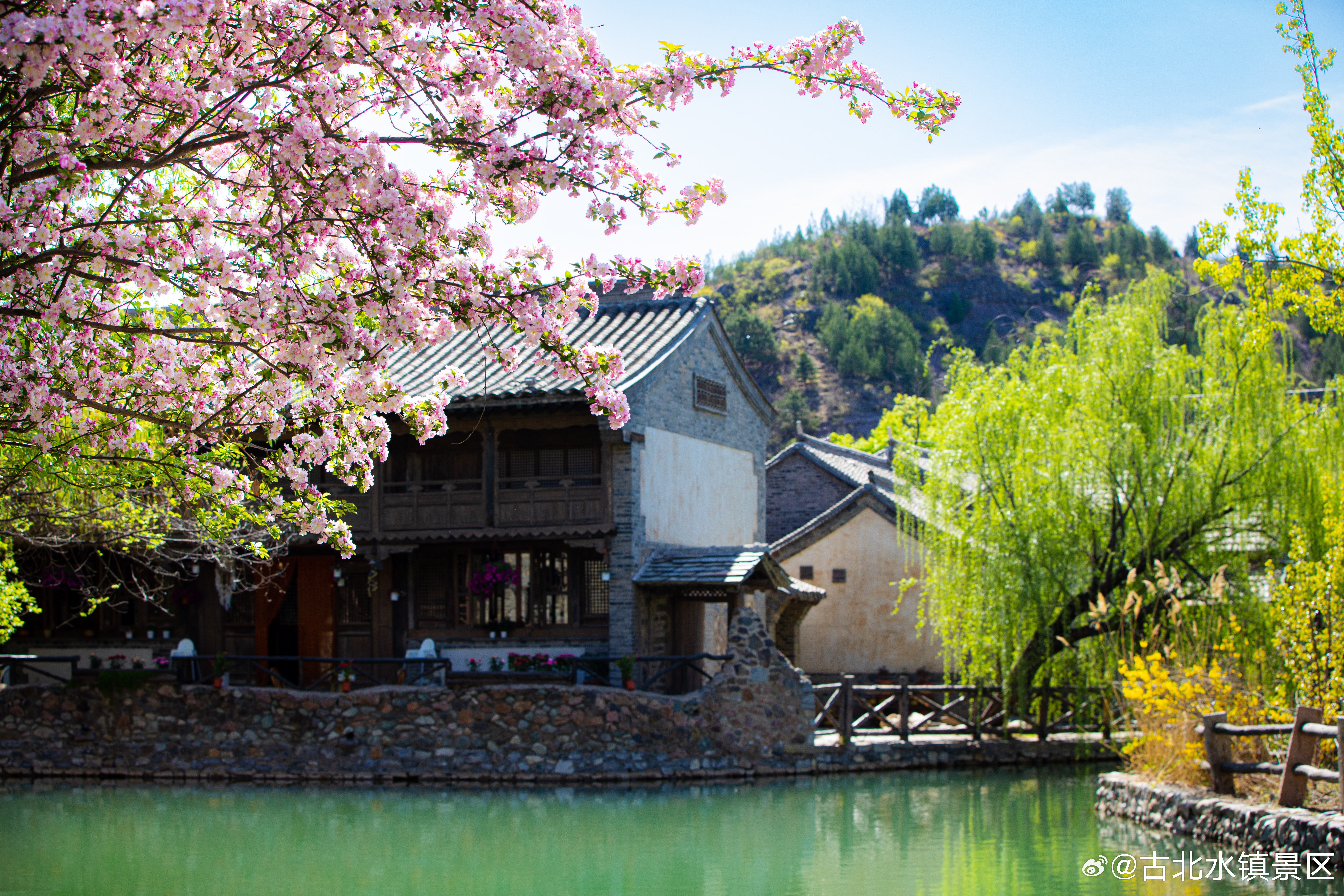 日赏水镇春花。一步一景，皆是风雅🌸愿你在这个春天，遇见花开，也遇见自己早安，宝