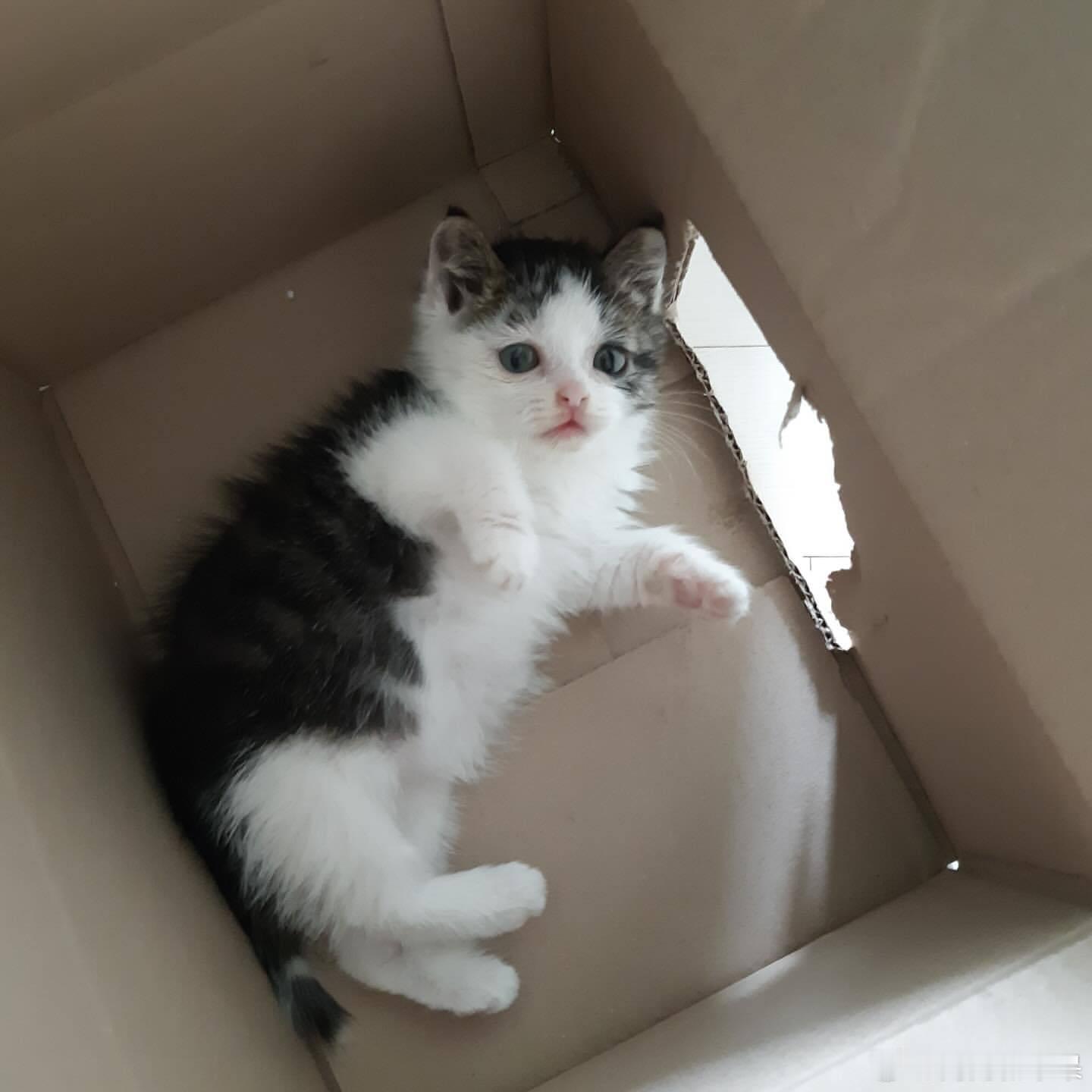 夹子猫奶猫时期cr：hoseobiiiiiii.0410 