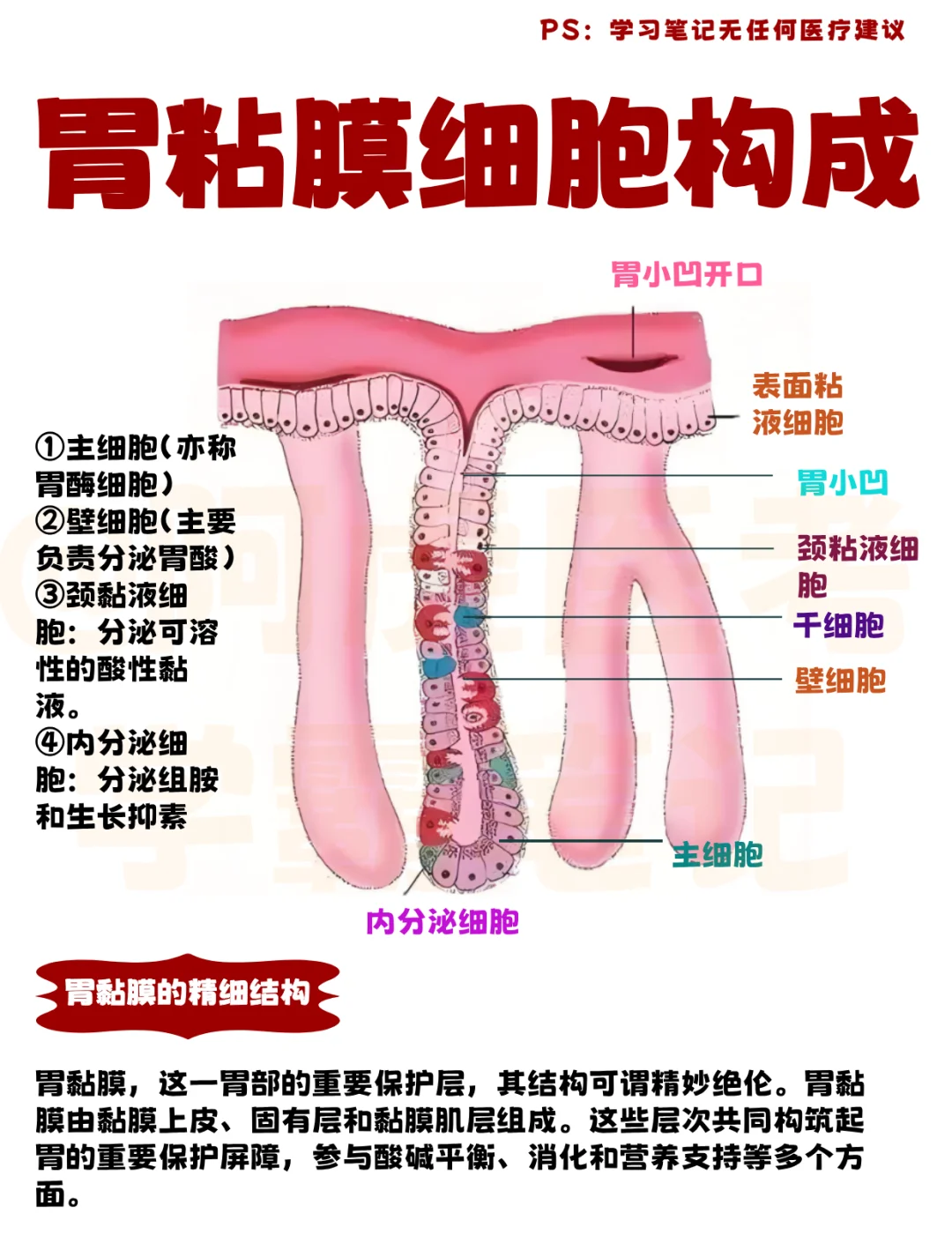 医学生笔记📒：胃黏膜的结构与功能👆