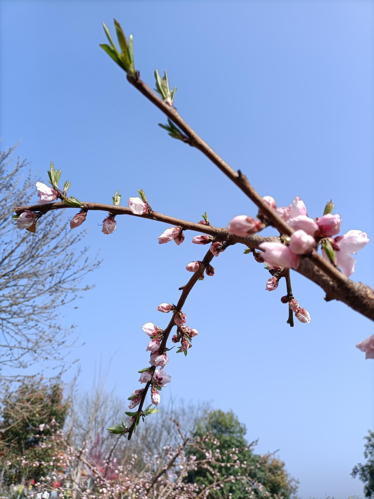 一句话记录春日心情