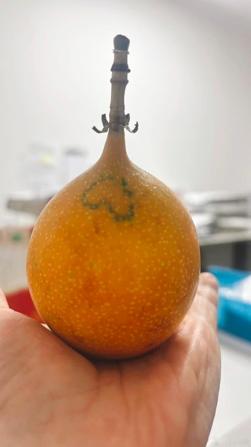 这是什么果？据说90%的人没吃过！ 