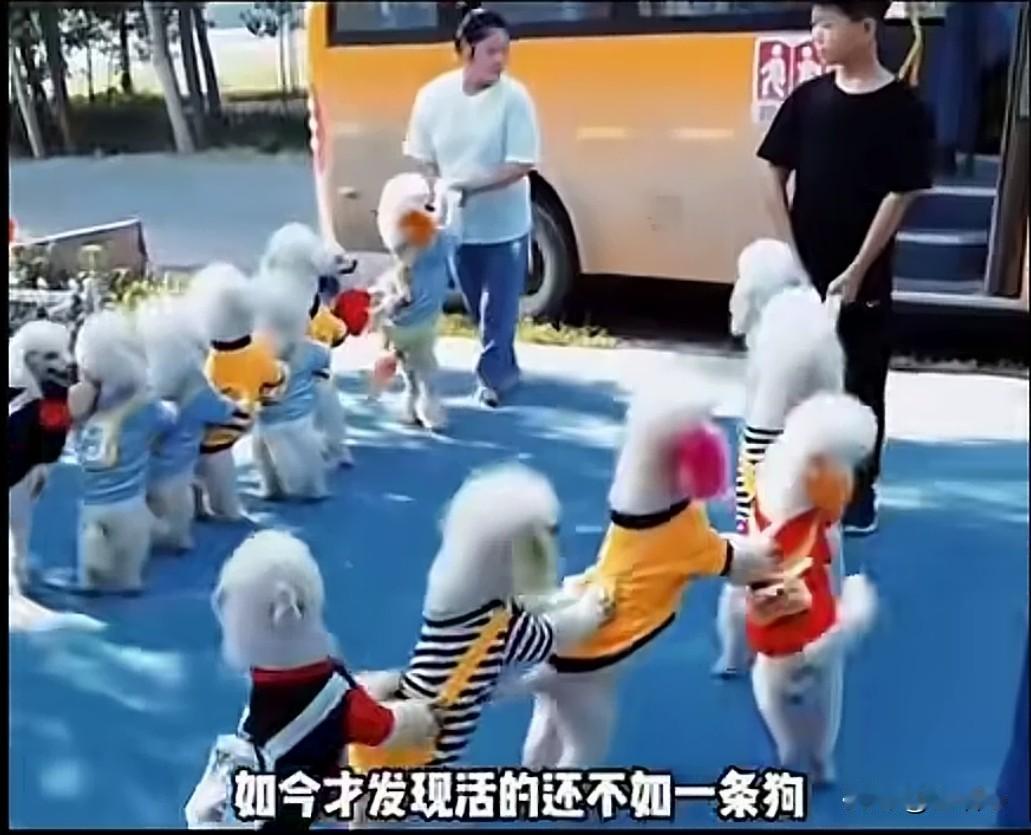 创立狗狗幼儿园的第一人，钱商着实高[赞]他堪称敢吃螃蟹的勇士！
       据