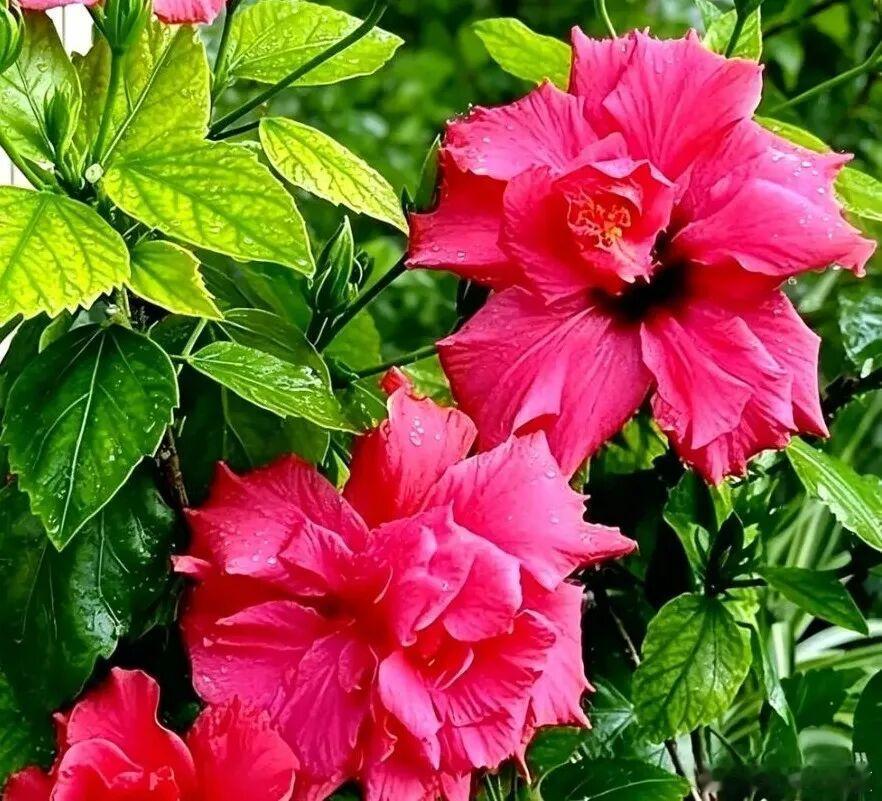 繁花次第开，揽尽人间芳华～ ​​​