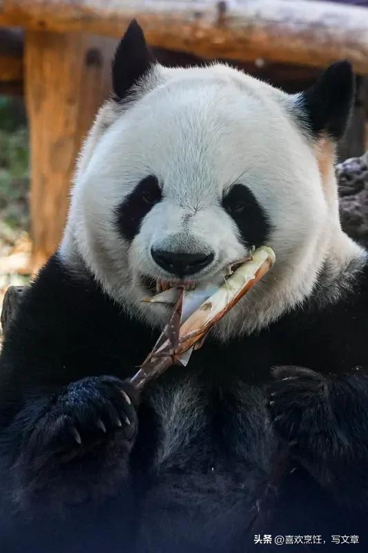 熊猫抬爪望蛮荒，
血狼擦铲手微晃。
木屋寒风吹血裳，
人头麻袋恨绵长。
矿道幽深