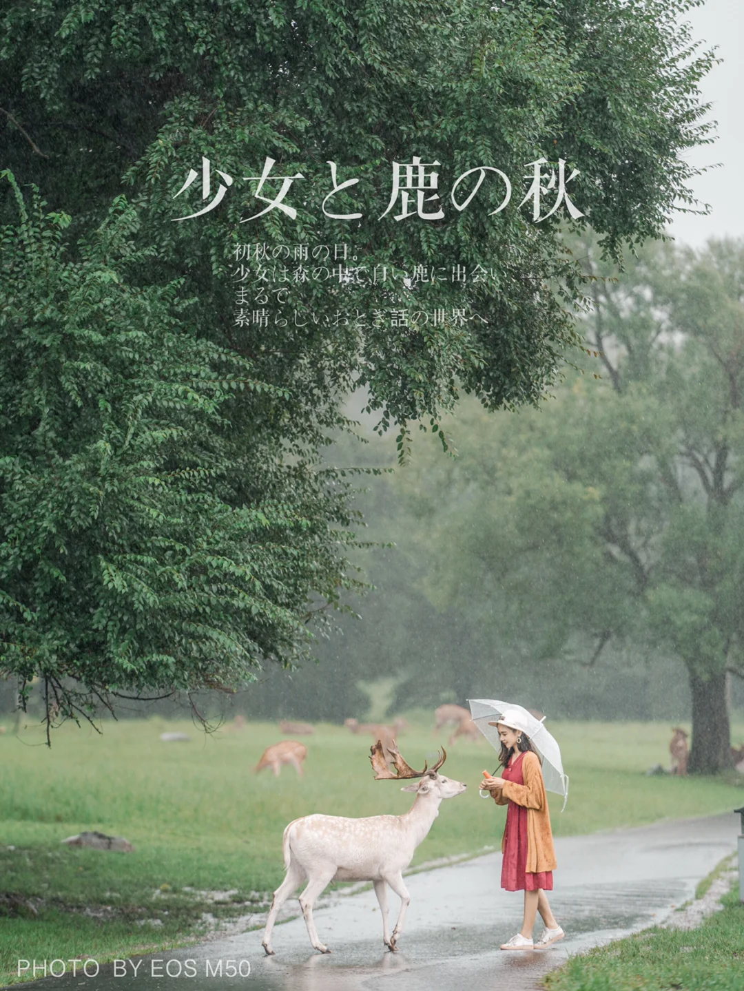 哈尔滨居然有个神仙地方，小鹿比奈良还美