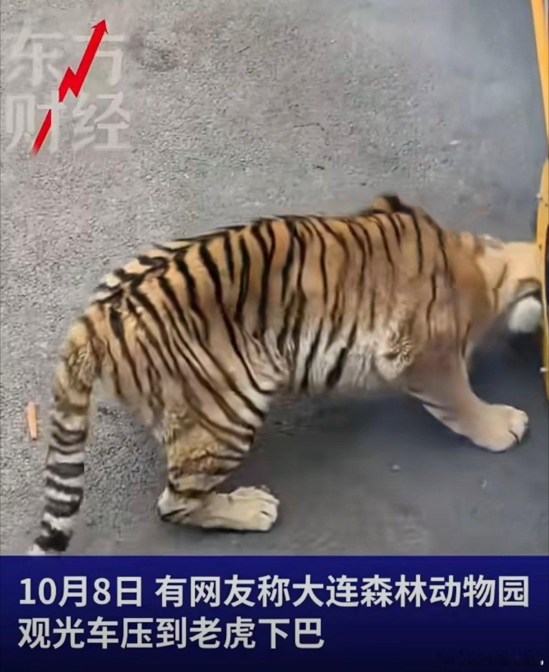 动物园老虎被观光车压到下巴 怎么这么瘦？是不是平时都不喂，等着游客花钱买肉喂啊[